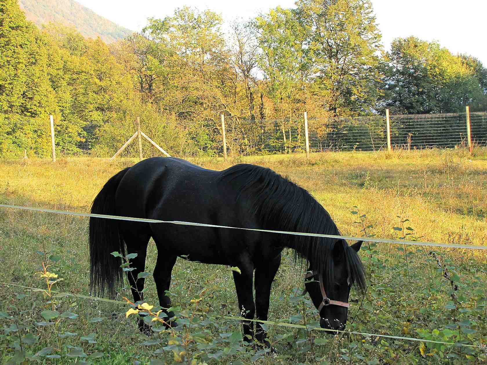 Animali al pascolo